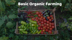 Basic Organic Farming